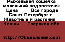 Рыженькая кошечка маленький подросточек › Цена ­ 10 - Все города, Санкт-Петербург г. Животные и растения » Кошки   . Тверская обл.